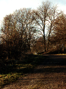 Elmeall� (mod syd); foto Thorkild Steenberg