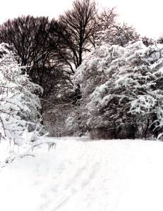 Skovbryn (mod nord); foto Thorkild Steenberg