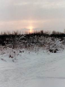 Skovbryn (mod nord); foto Thorkild Steenberg
